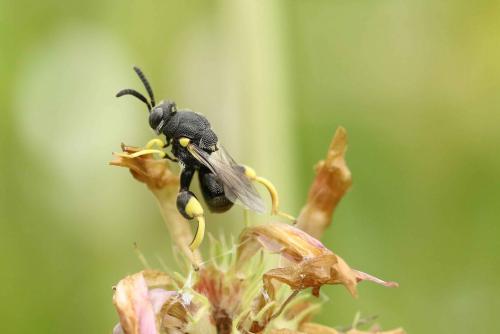 Réf. 184 186 : Brachymeria sp.